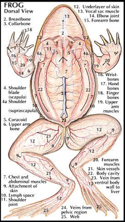 Amphibian Muscular System 24